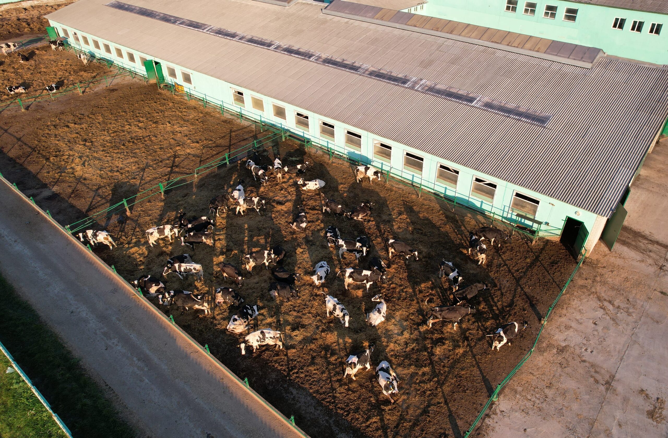 Cowshed,With,Cows,Near,Farm,,Aerial,View.,Farm,Building,At
