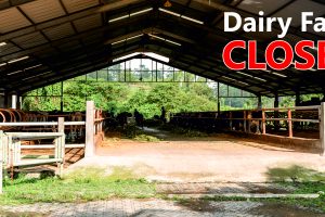 1. Why Dairy Farm Fails
