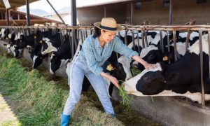 Positive,Asian,Woman,Farmer,Working,In,Cowshed,,Feeds,Cows,With