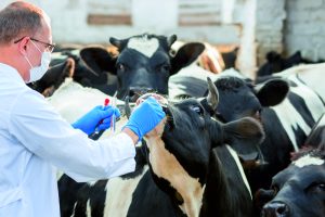 Herd Health Management